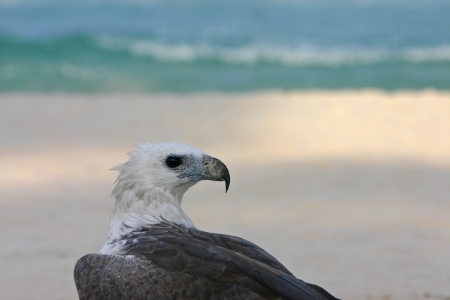 eagle on beach